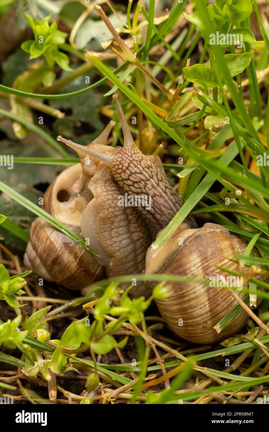 Two snails mating in garden Stock Photo Alamy