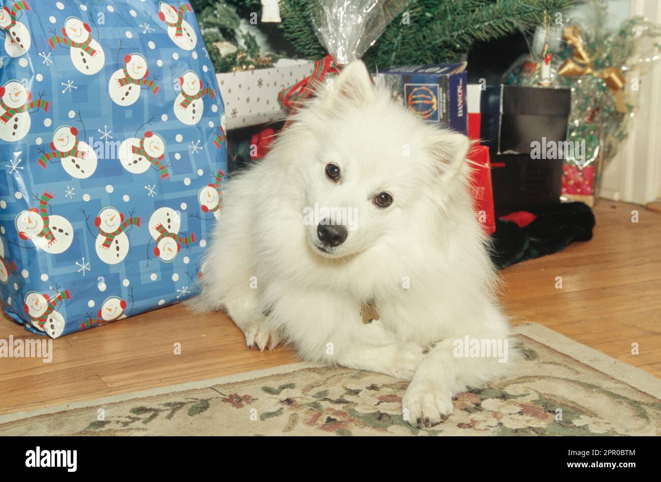 American Eskimo dog laying down inside next to holiday presents under Christmas tree with head tilted Stock Photo