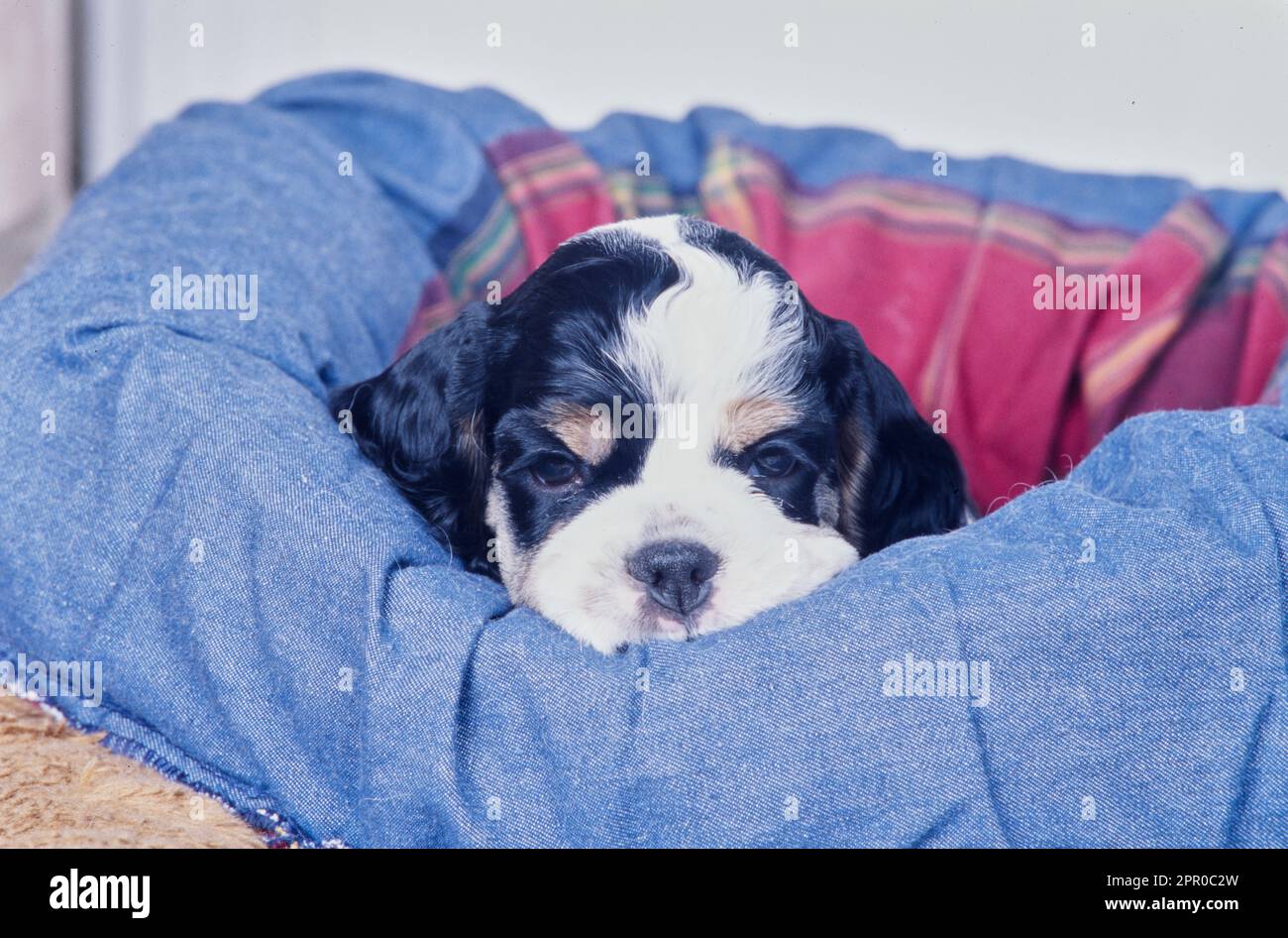 Adorable American Cocker Spaniel puppy sleeping in blue dog Stock Photo