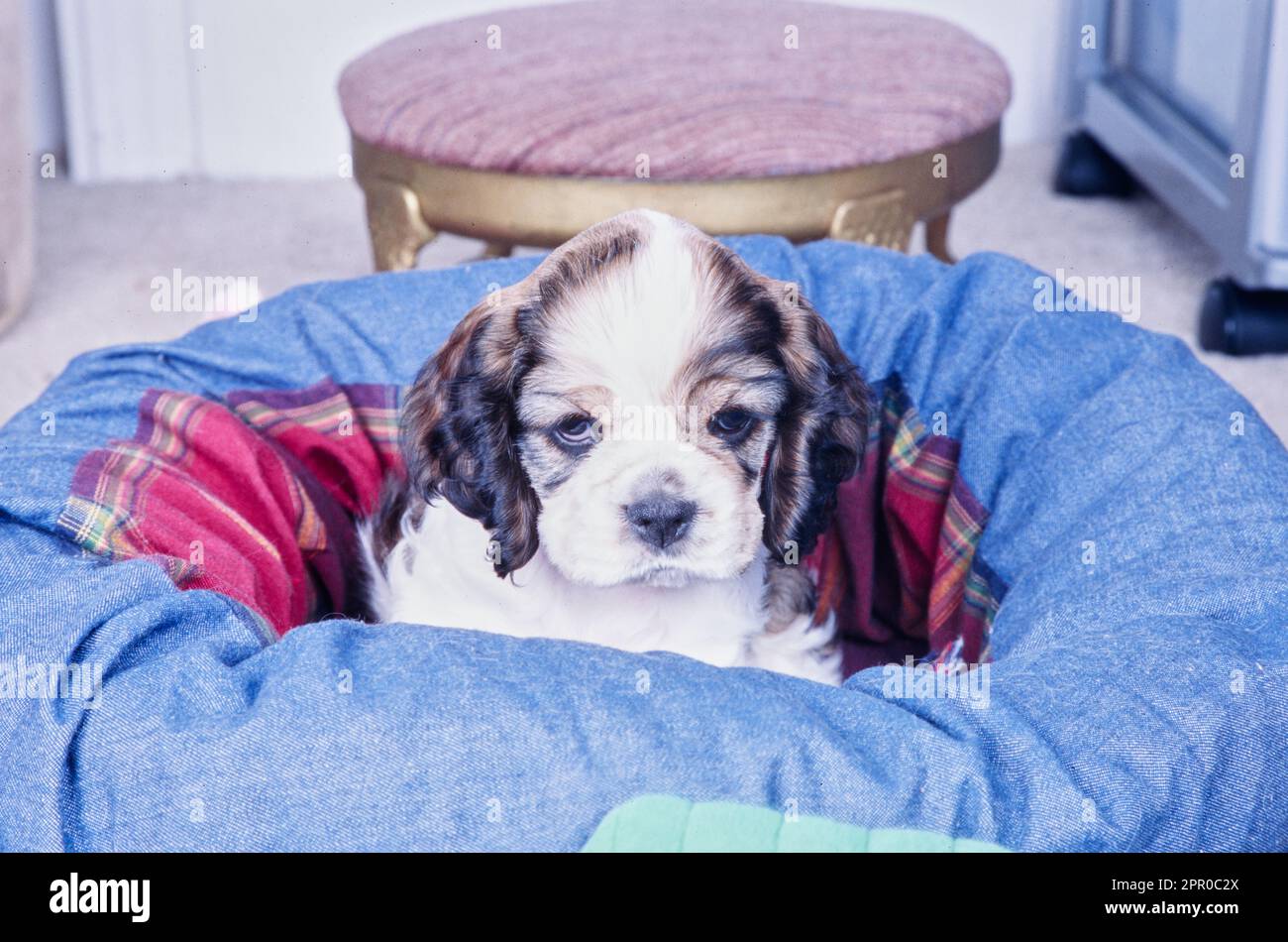 Tiny American Cocker Spaniel puppy laying in blue bean bag chair Stock ...