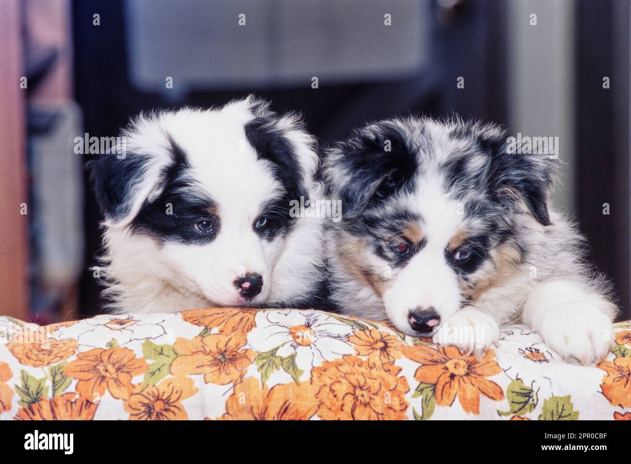 Two cute Australian Shepherd puppies sitting up on orange floral blanket Stock Photo