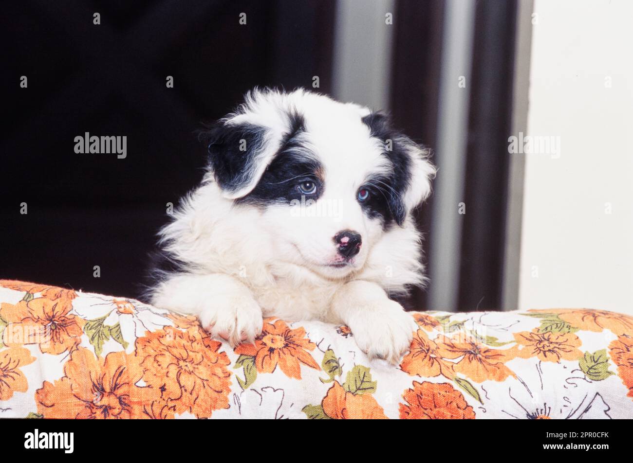 Australian Shepherd puppy sitting up on orange floral blanket Stock Photo