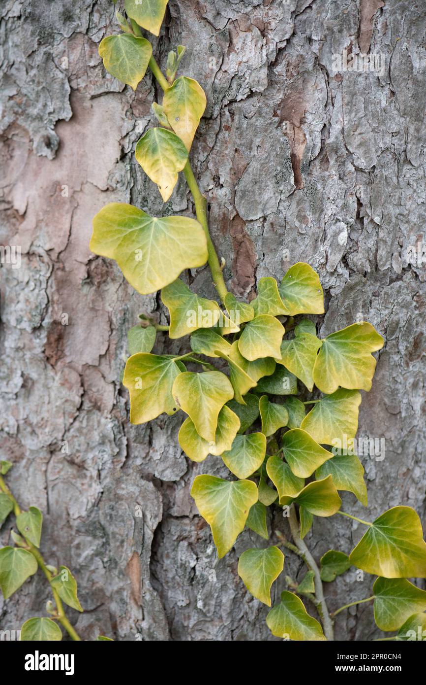 Ivy climbing up hi-res stock photography and images - Alamy