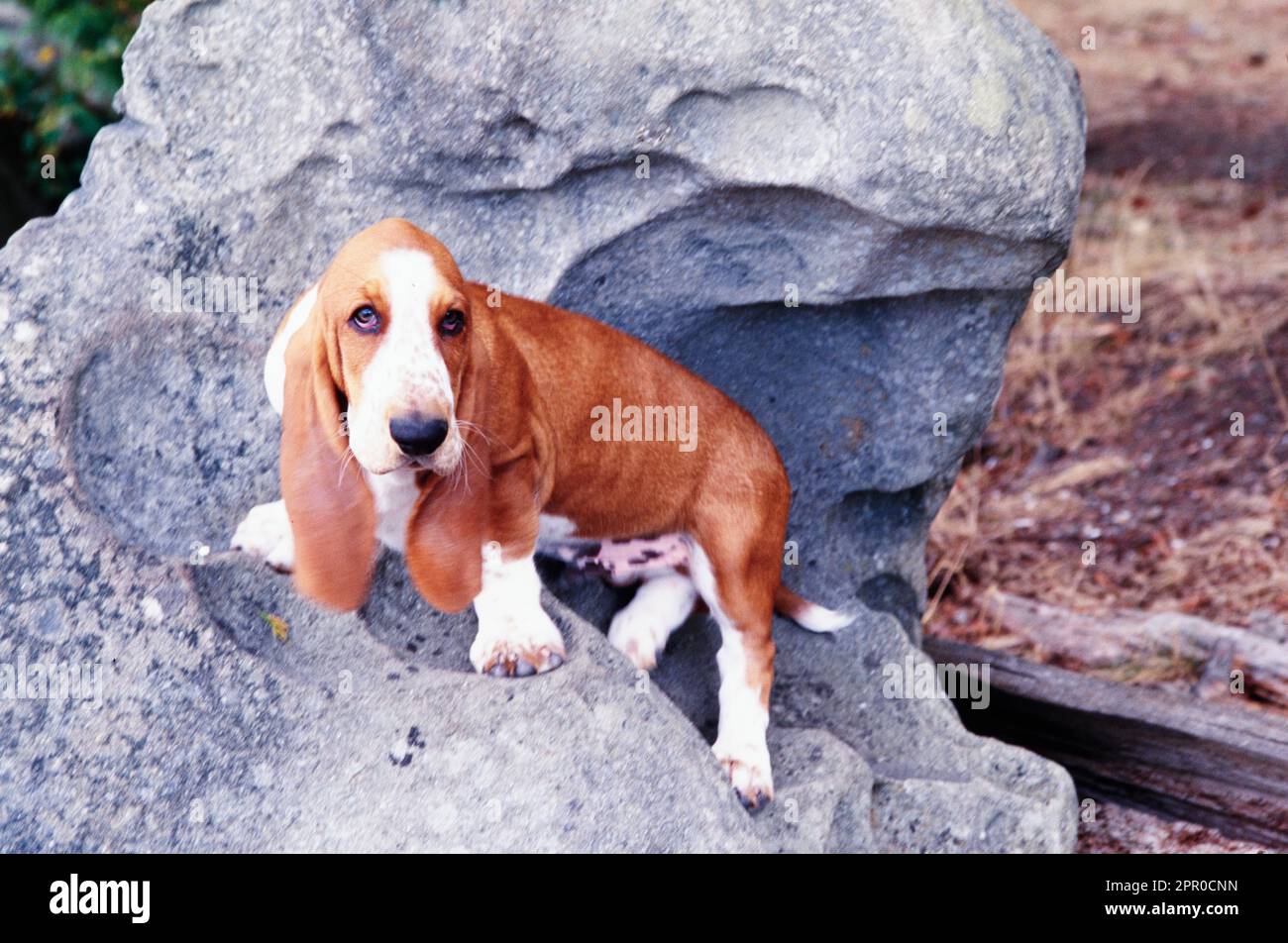 Basset Hound standing on boulder in yard Stock Photo