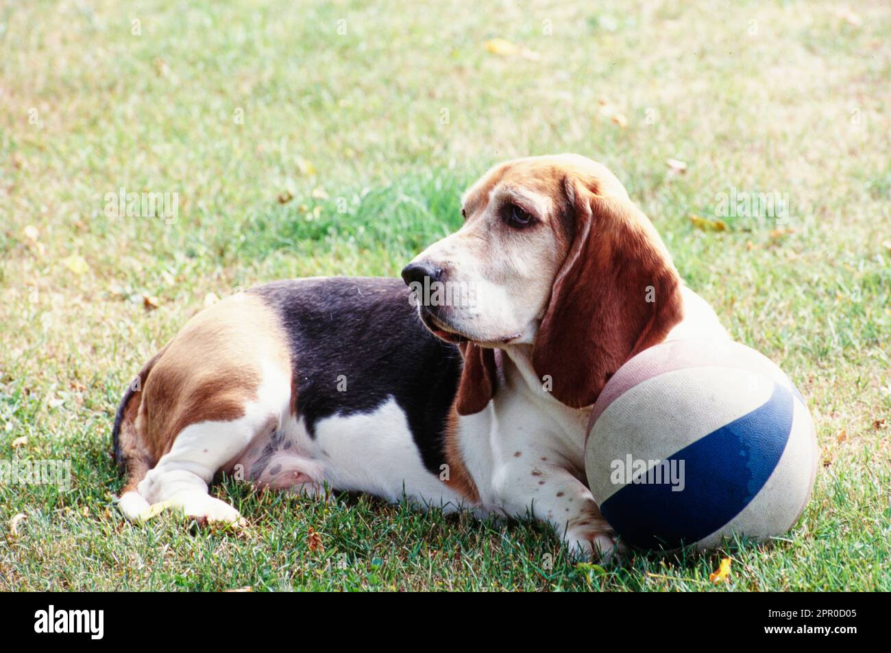 Basset hound clearance balls