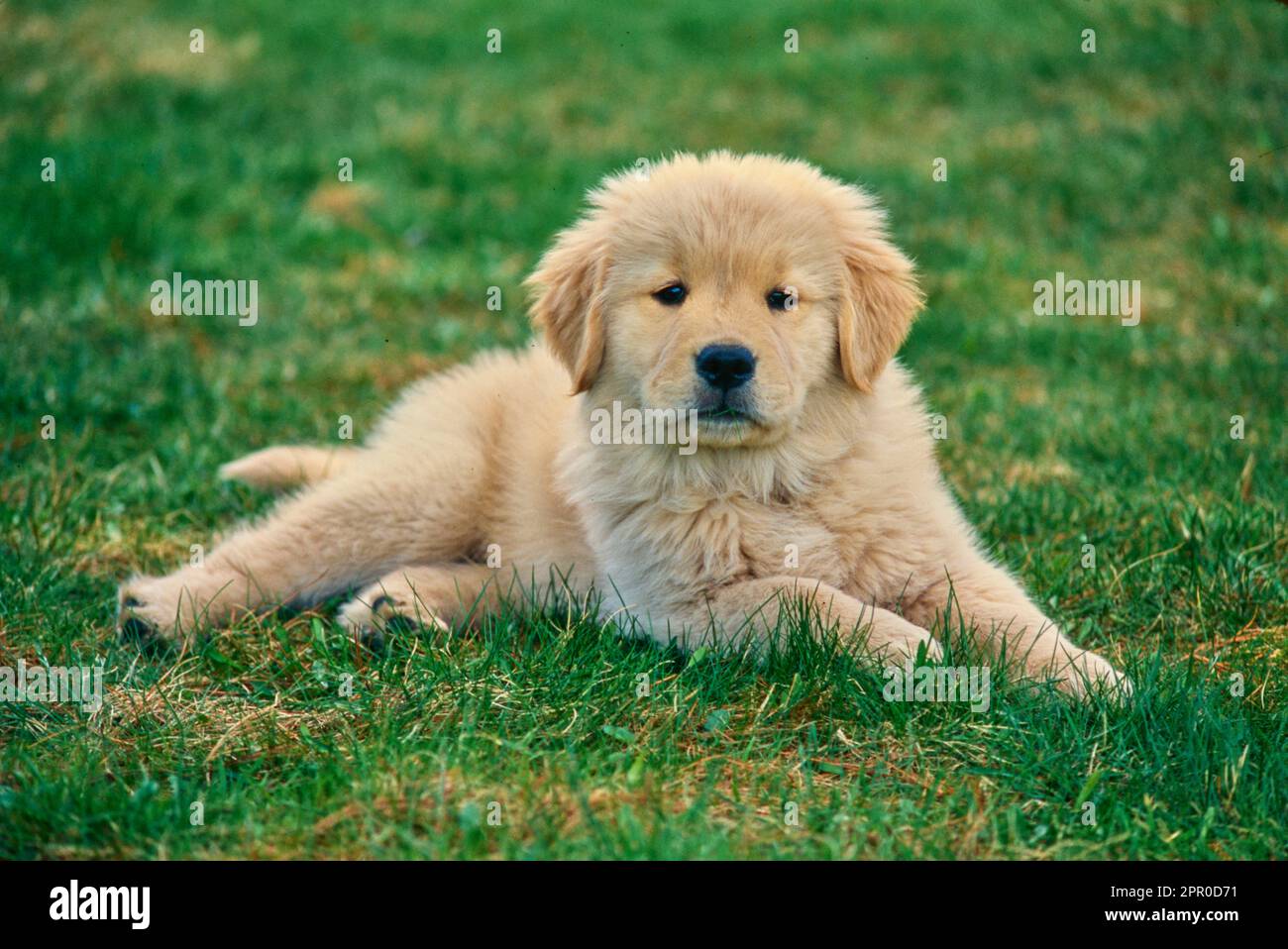 Fluffy golden retriever puppy laying outside in the grass Stock Photo