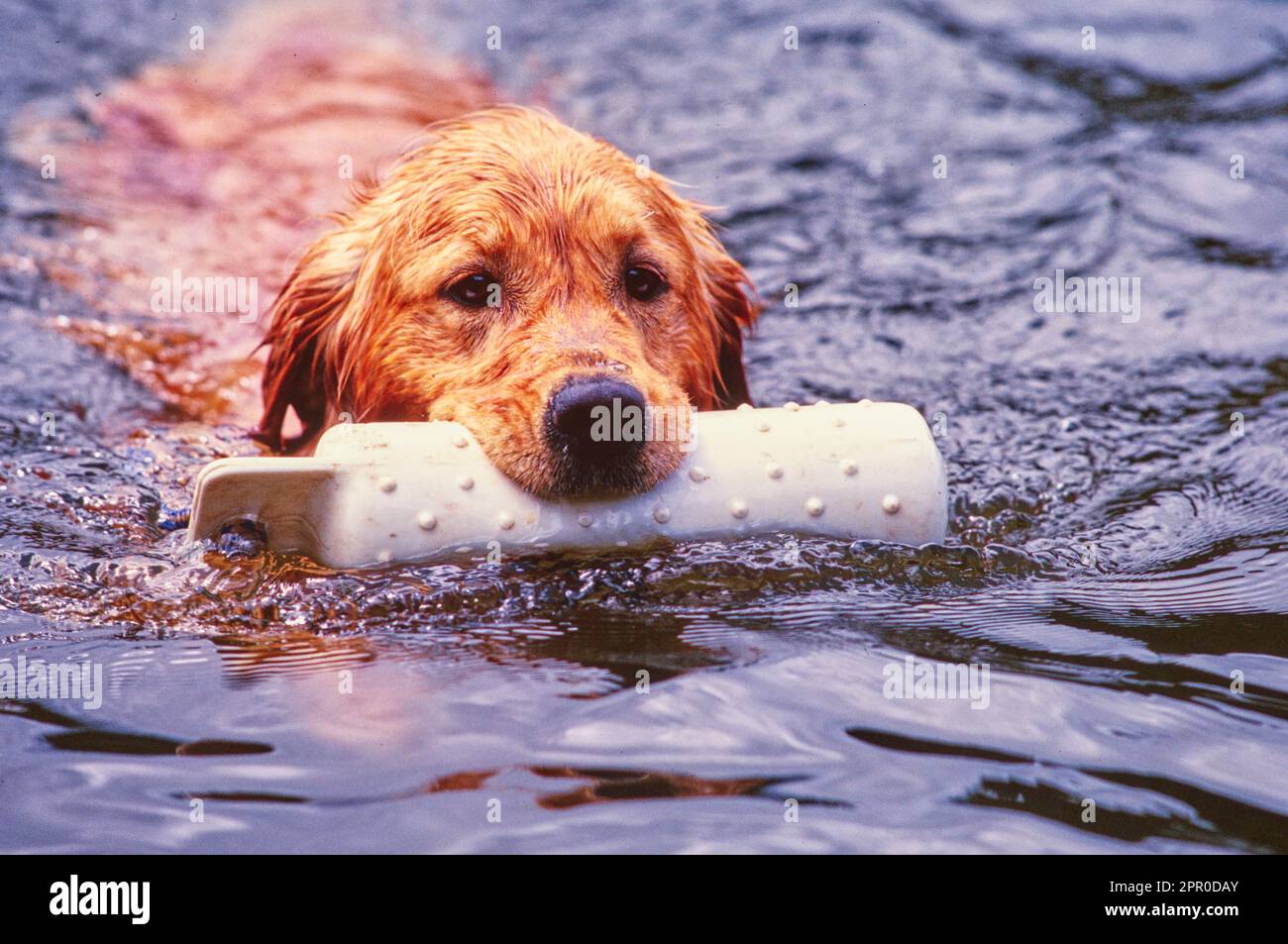 Golden retriever holding floating toy in mouth while swimming in water Stock Photo