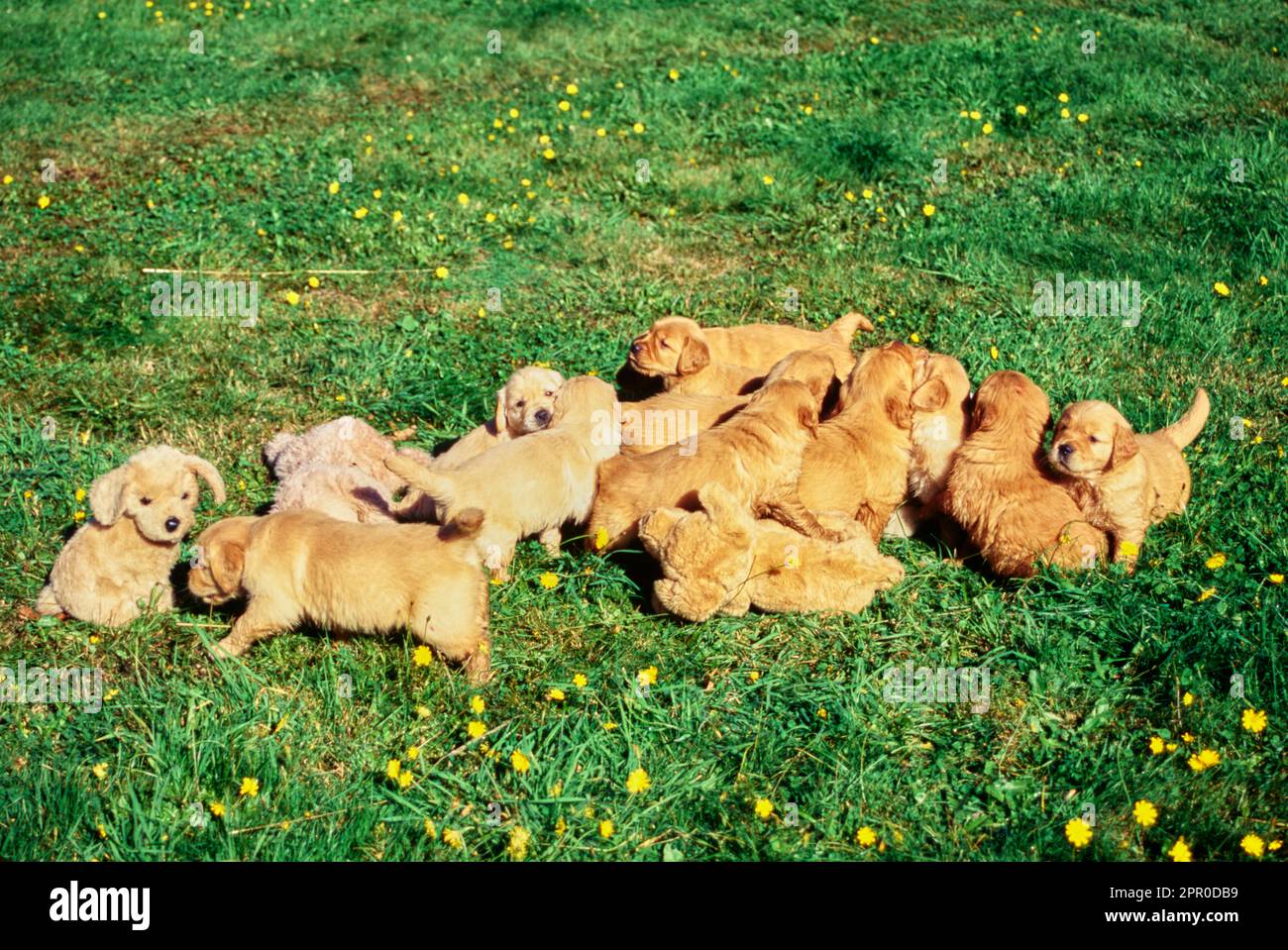 Litter Of Golden Retriever Puppies Playing Together In Grass Outside Litter Of Golden Retriever Puppies Playing Together In Grass Outside