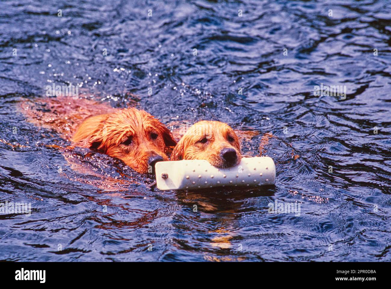 Two golden retrievers swimming in water outside carrying floating toy Stock Photo