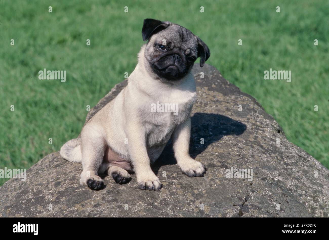 Pug puppy sitting on rock outside in grass Stock Photo