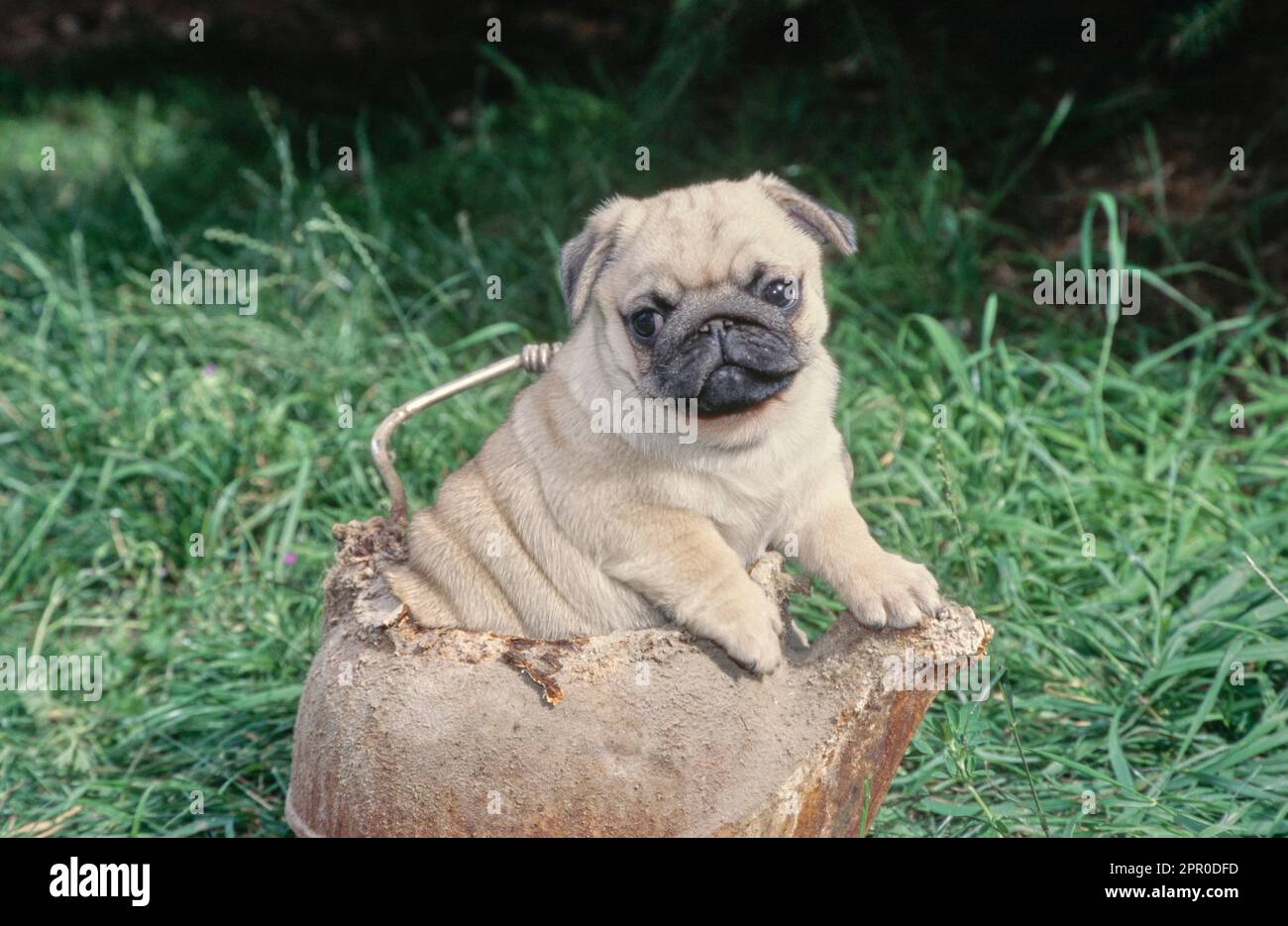 Pug puppy sitting in antique rusted tea kettle outside in grass Stock