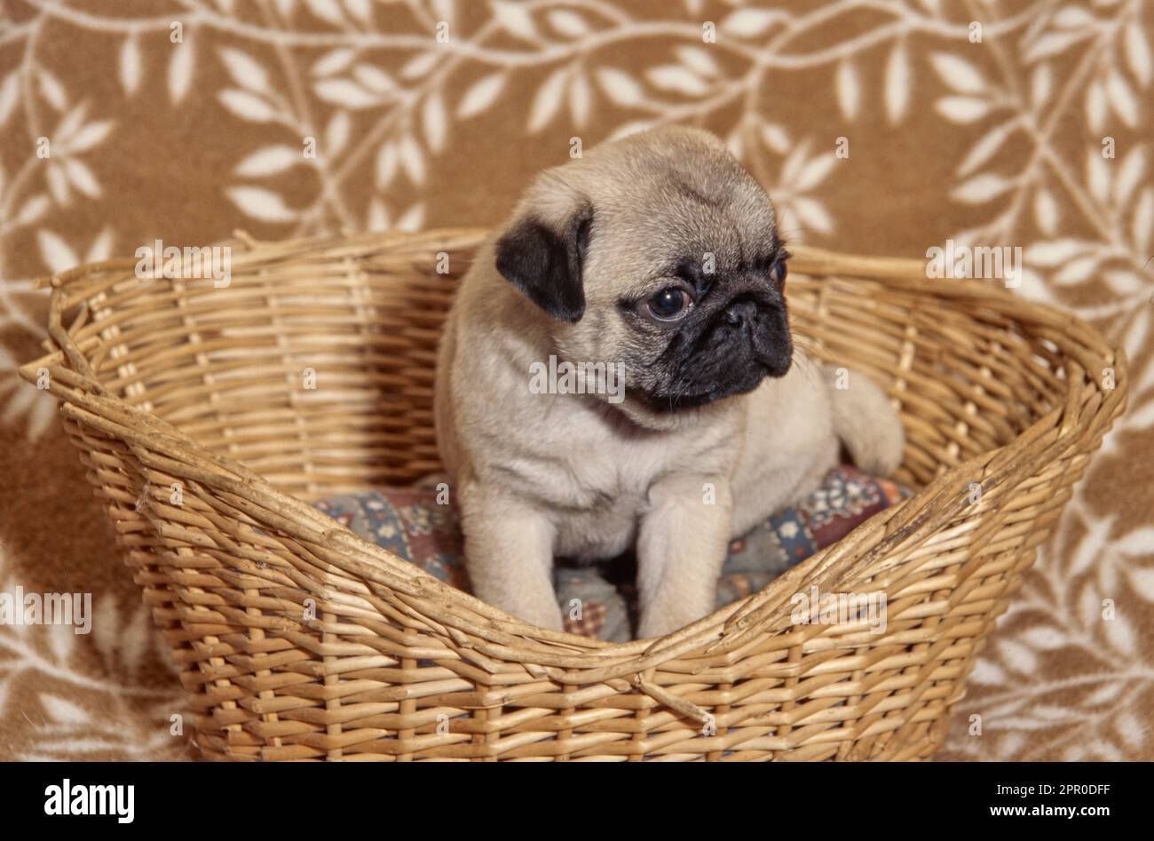 Pug puppy sitting in wicker dog bed on brown blanket with leaves design Stock Photo