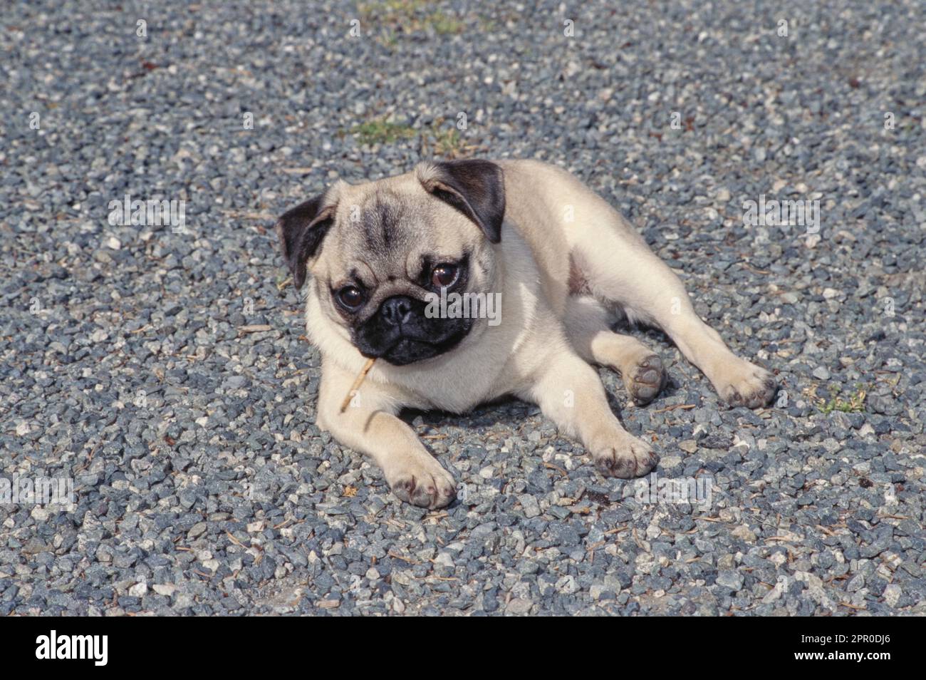 Pug laying down on gravel with twig in mouth looking at viewer Stock