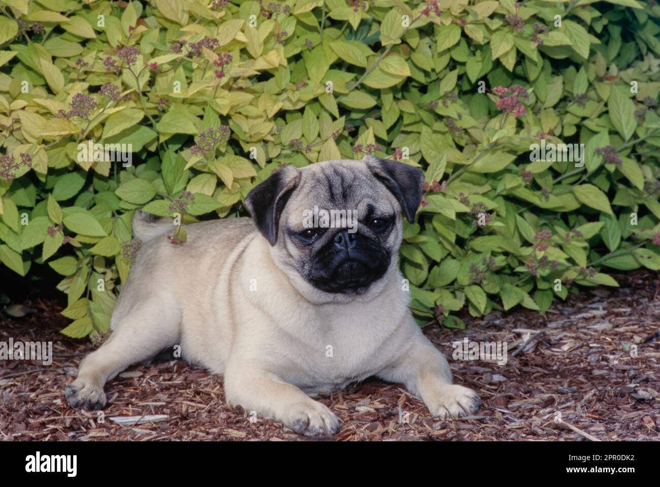 Pug laying down in front of bushes outside head tilted to the left Stock Photo