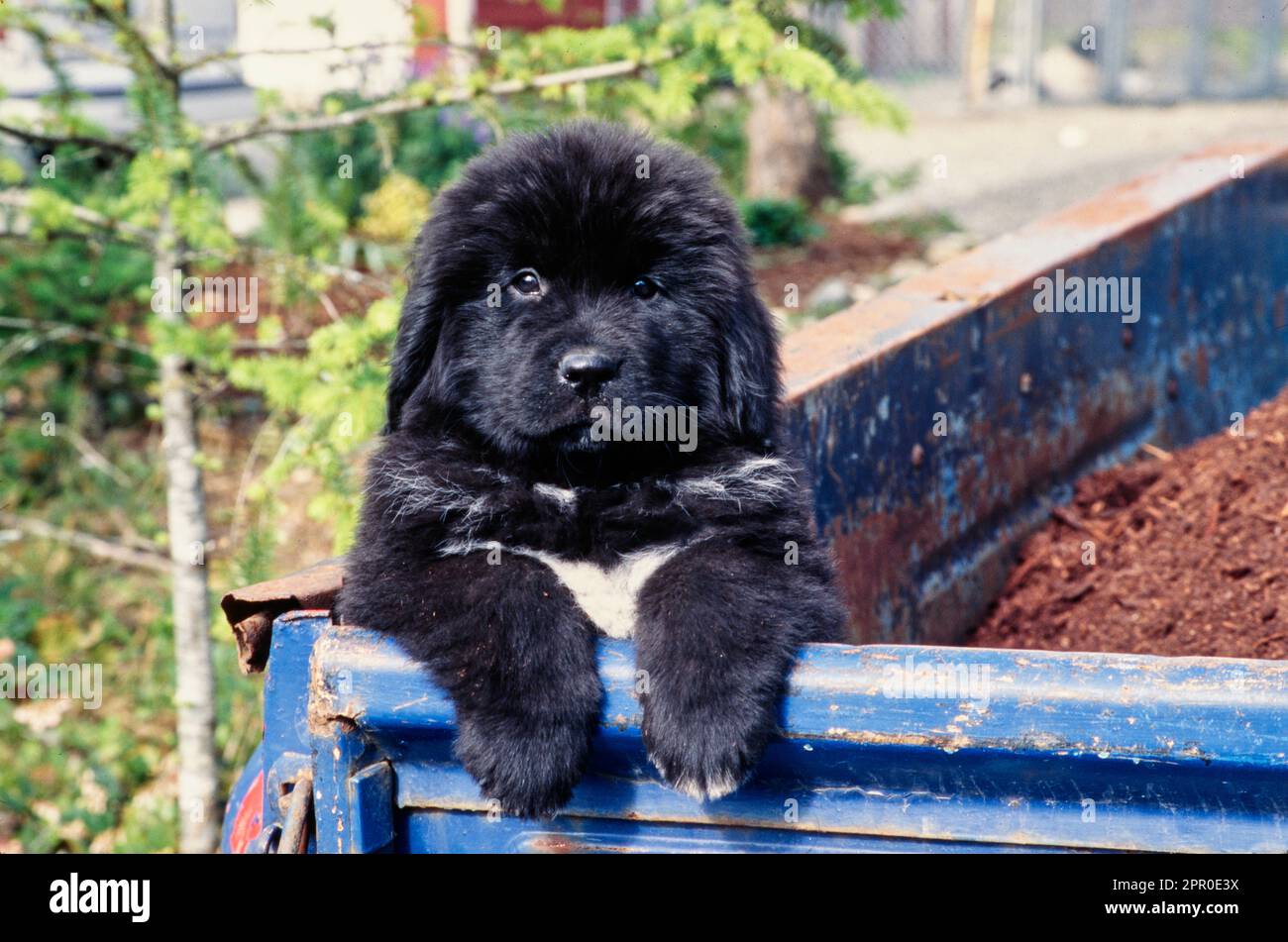 Newfoundland puppy sitting up on inside corner of blue truck bed Stock