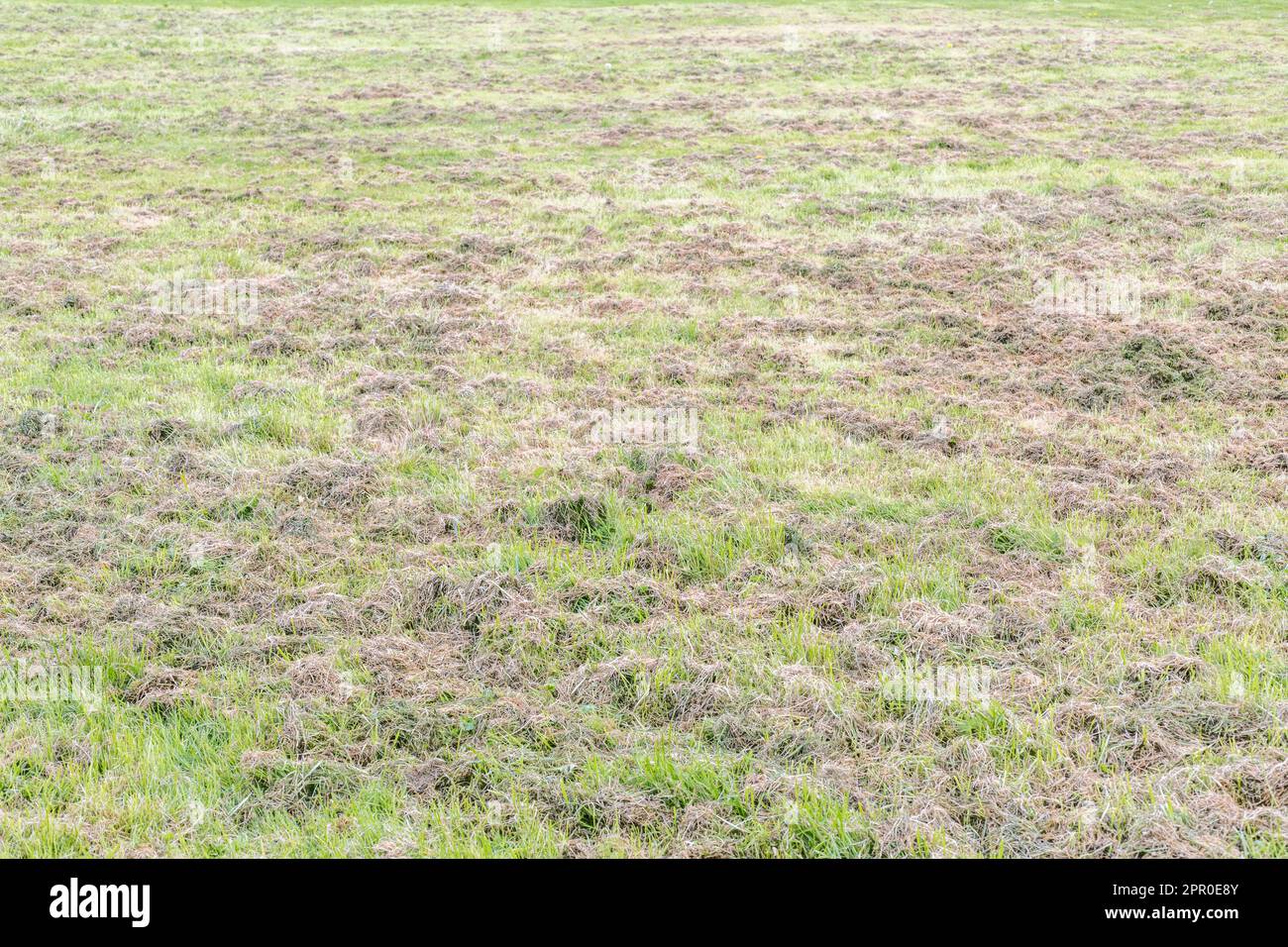 Cut grass mulch left on expansive paddock / playing field after cutting