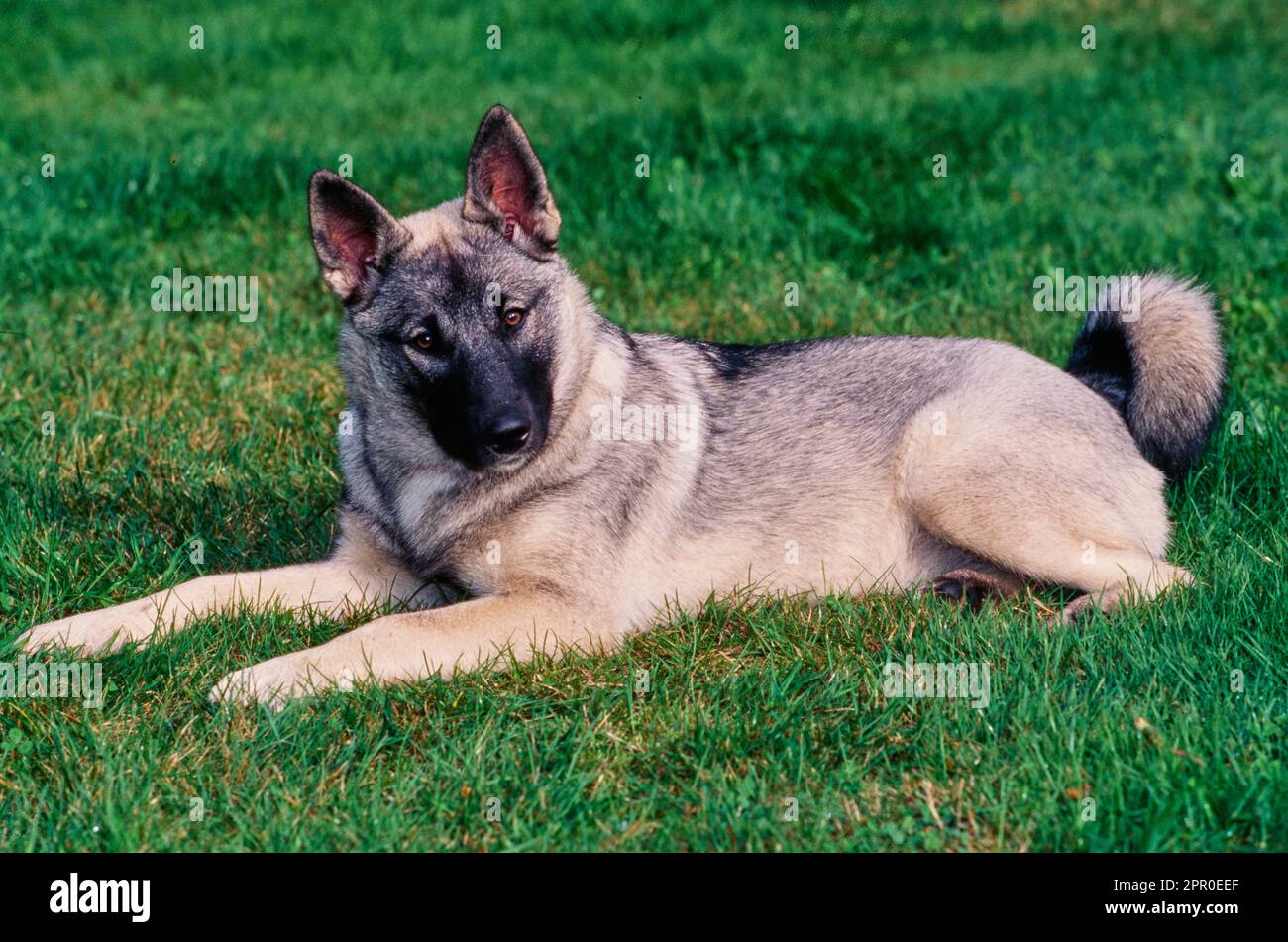 Norwegian Elkhound outside laying in grass in yard with head tilted Stock Photo