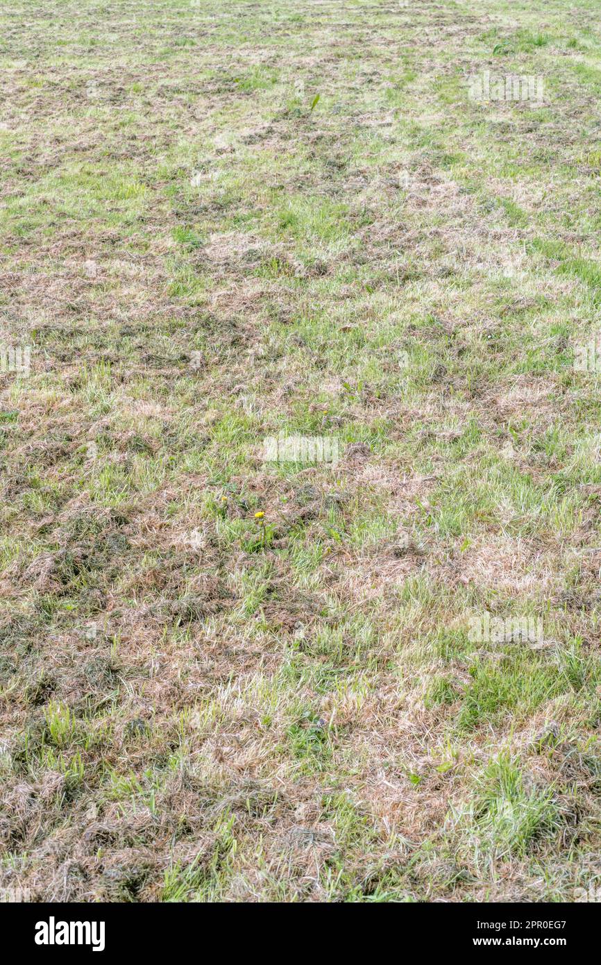 Cut grass mulch left on expansive paddock / playing field after cutting