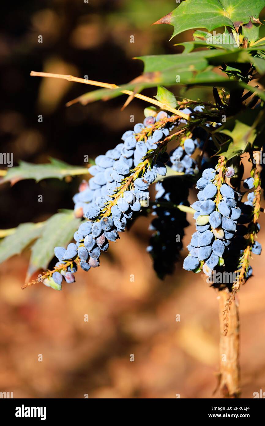 leatherleaf mahonia, mahonia Bealei, Berberis Bealei, Beale's Barberry, Oregon Grape, bush in the Commonwealth Park on Queensway Road. The British Ove Stock Photo