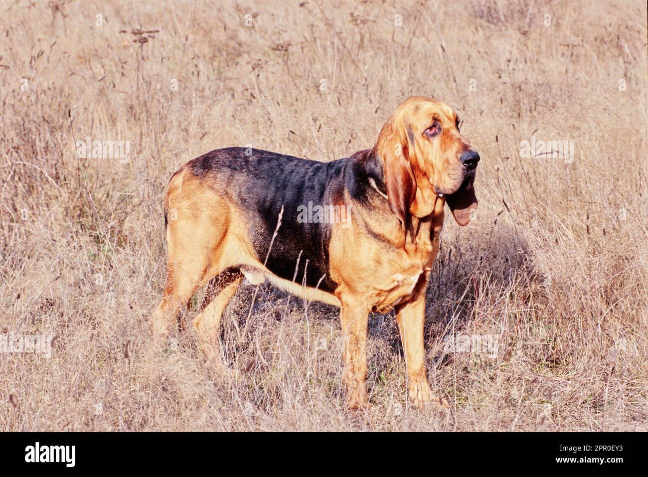 Bloodhound in tall grass Stock Photo - Alamy