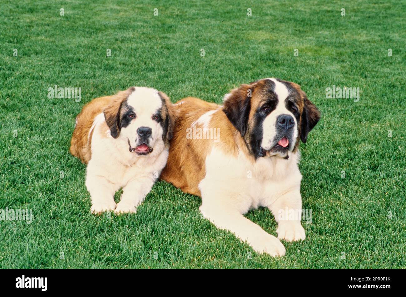 St. Bernards laying in the grass Stock Photo Alamy