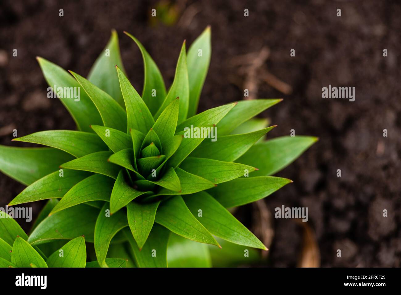 young leaves Fritillaria imperialis (crown imperial, imperial fritillary or Kaiser's crown) is a species of flowering plant in the lily family, native Stock Photo