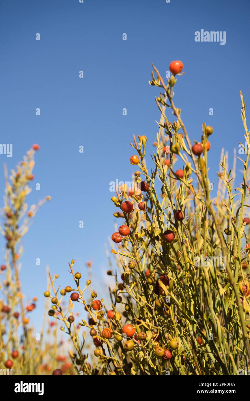 Osyris mediterranea Bubani. It is a very valuable plant for birds for its berries and for feeding herbivorous animals in desert areas, such as the Sah Stock Photo