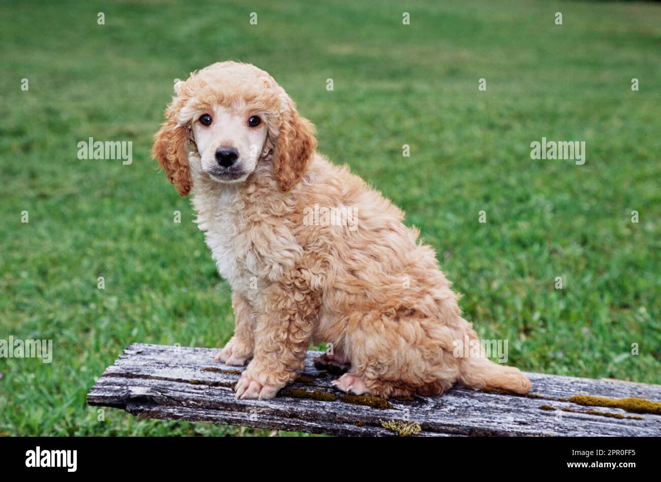Mini Poodle puppy on a plank Stock Photo