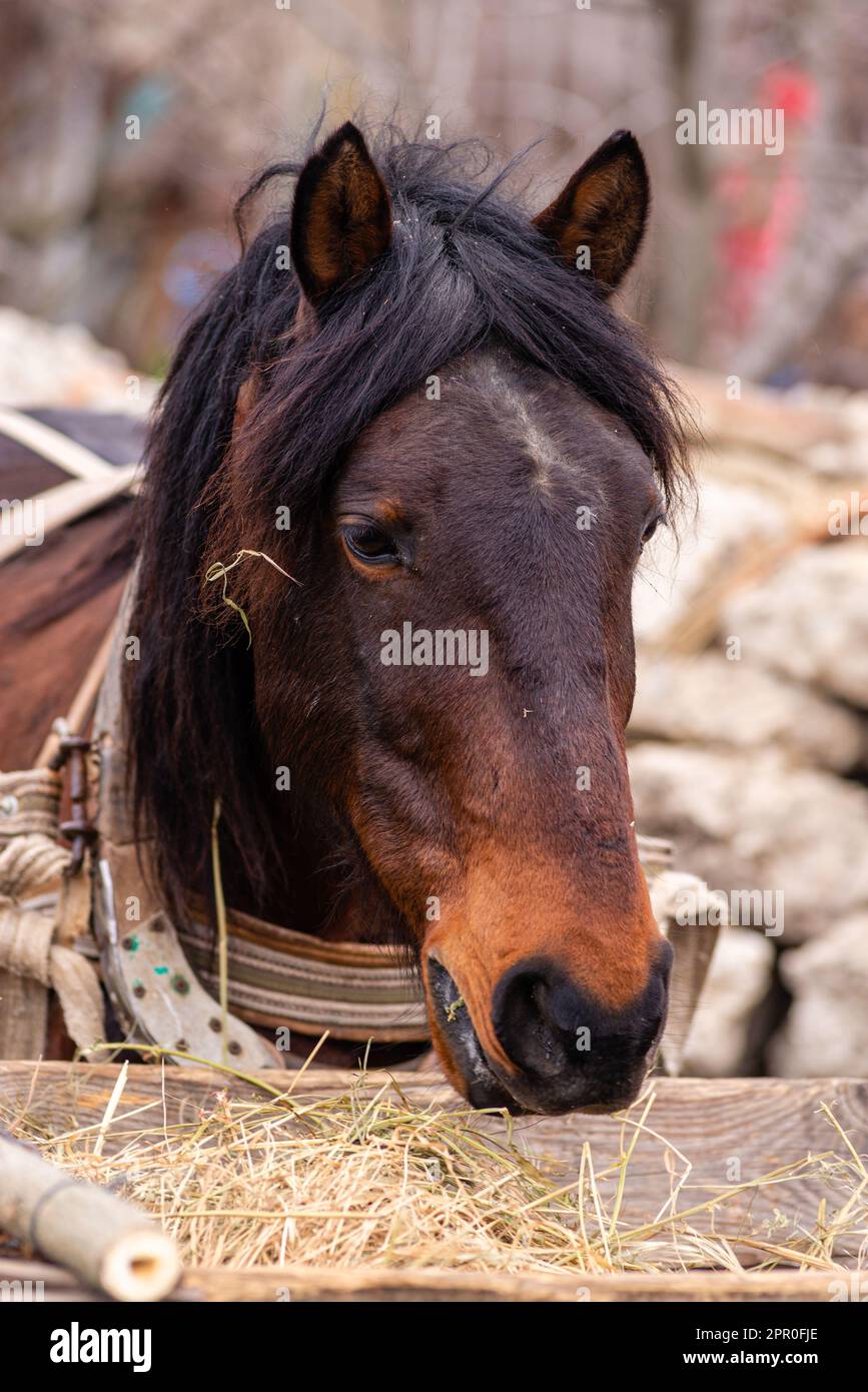 frontal portrait of a brown horse on the face eat dry weed Stock Photo