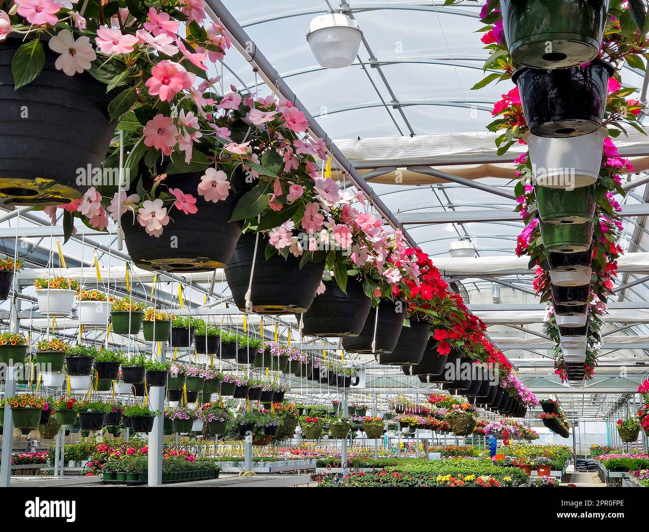Hanging impatiens flower baskets in a greenhouse Stock Photo