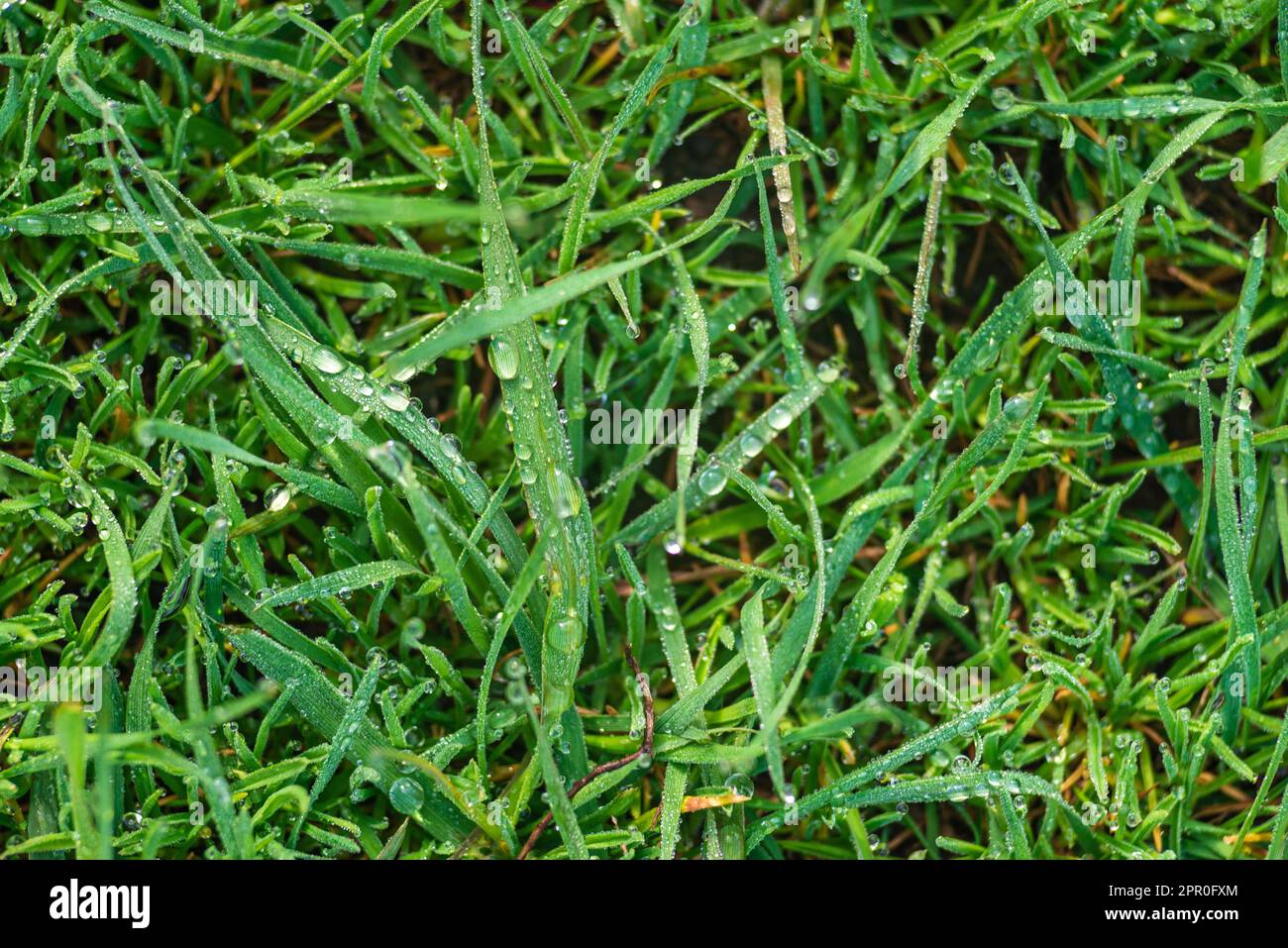 Elytrigia. Herbaceous background of juicy high green couch grass close-up. Fresh young bright grass Elymus repens beautiful herbal texture, spring. Wa Stock Photo