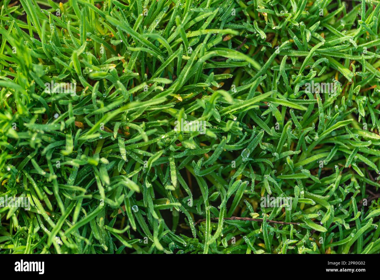 Elytrigia. Herbaceous background of juicy high green couch grass close-up. Fresh young bright grass Elymus repens beautiful herbal texture, spring. Wa Stock Photo