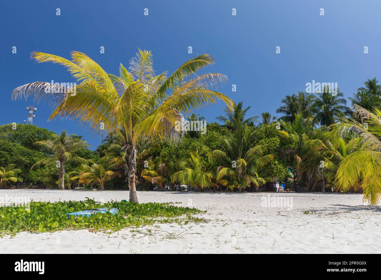 Palm trees on an island in the Maldives Stock Photo - Alamy