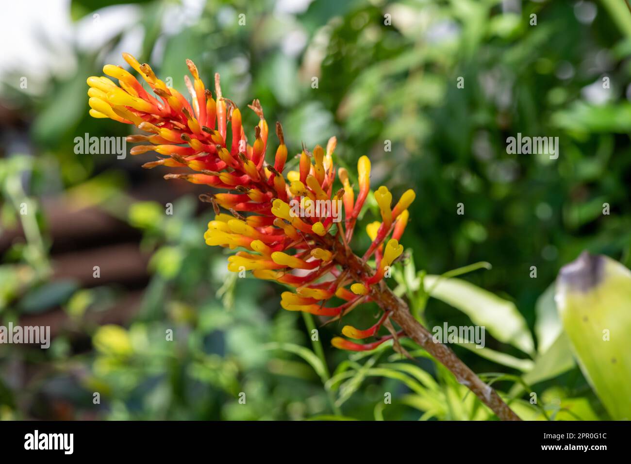 Close up of an aechmea winkleri flower in bloom Stock Photo