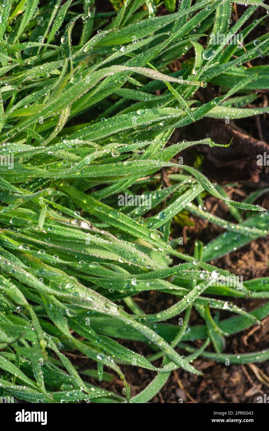 Elytrigia. Herbaceous background of juicy high green couch grass close-up. Fresh young bright grass Elymus repens beautiful herbal texture, spring. Wa Stock Photo