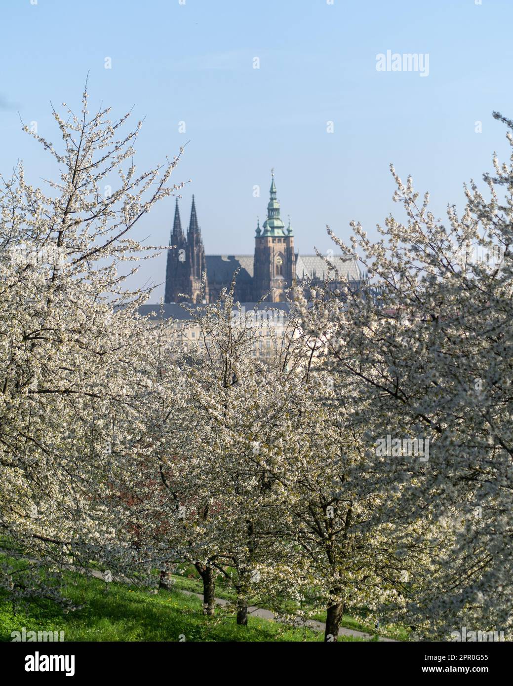 View of St. Vitus Cathedral from Petrin cherry orchards in spring Stock ...
