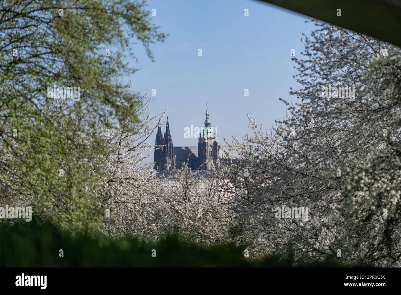 View of St. Vitus Cathedral from Petrin cherry orchards in spring Stock ...