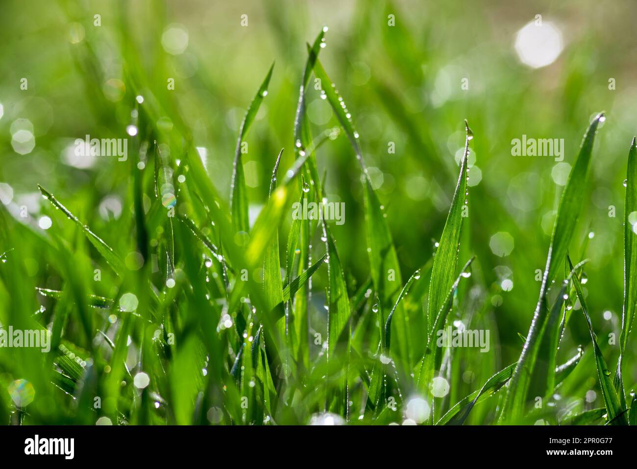 Elytrigia. Herbaceous background of juicy high green couch grass close