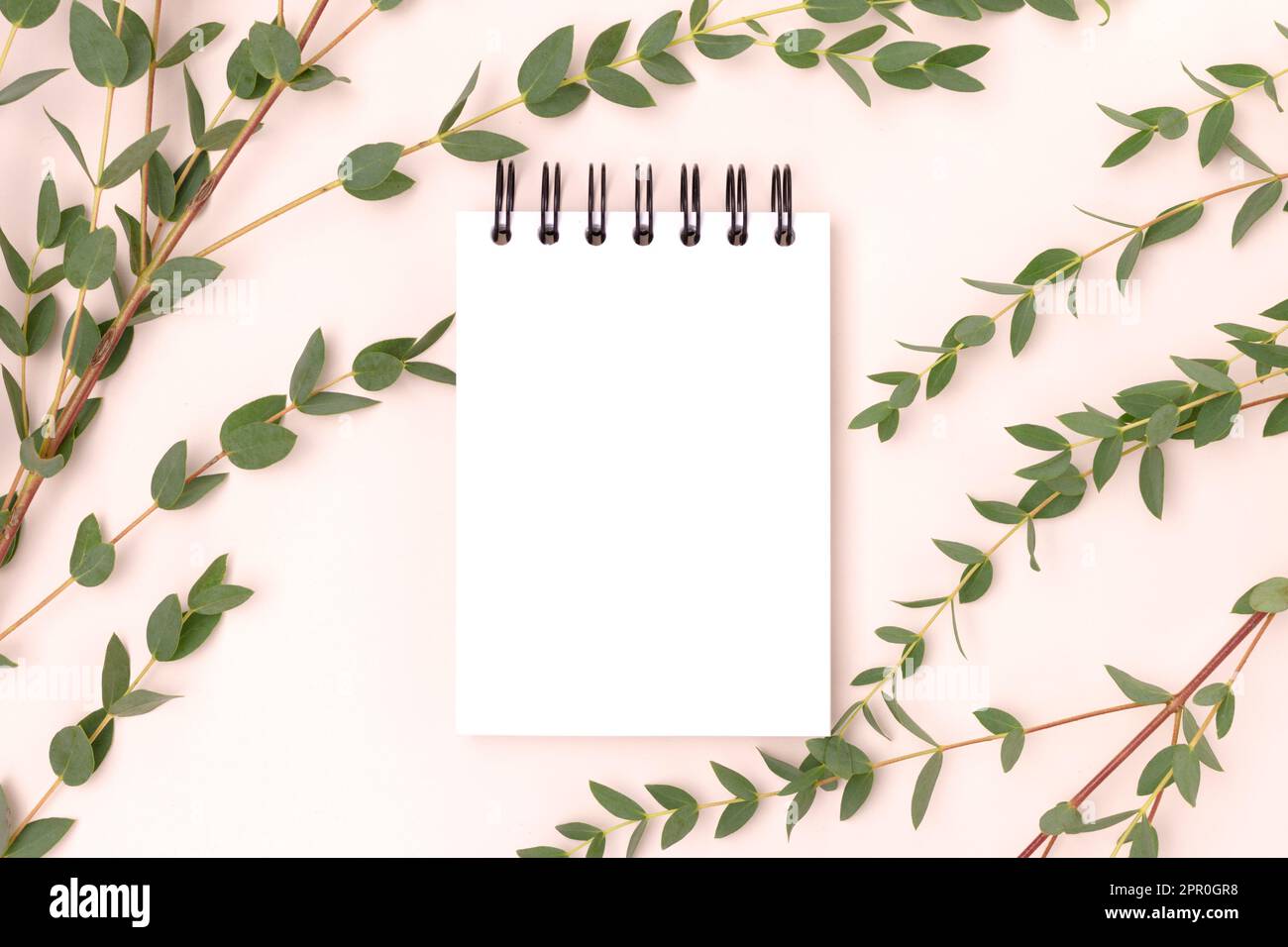Eucalyptus branches and empty notepad mockup on a beige background. Stock Photo