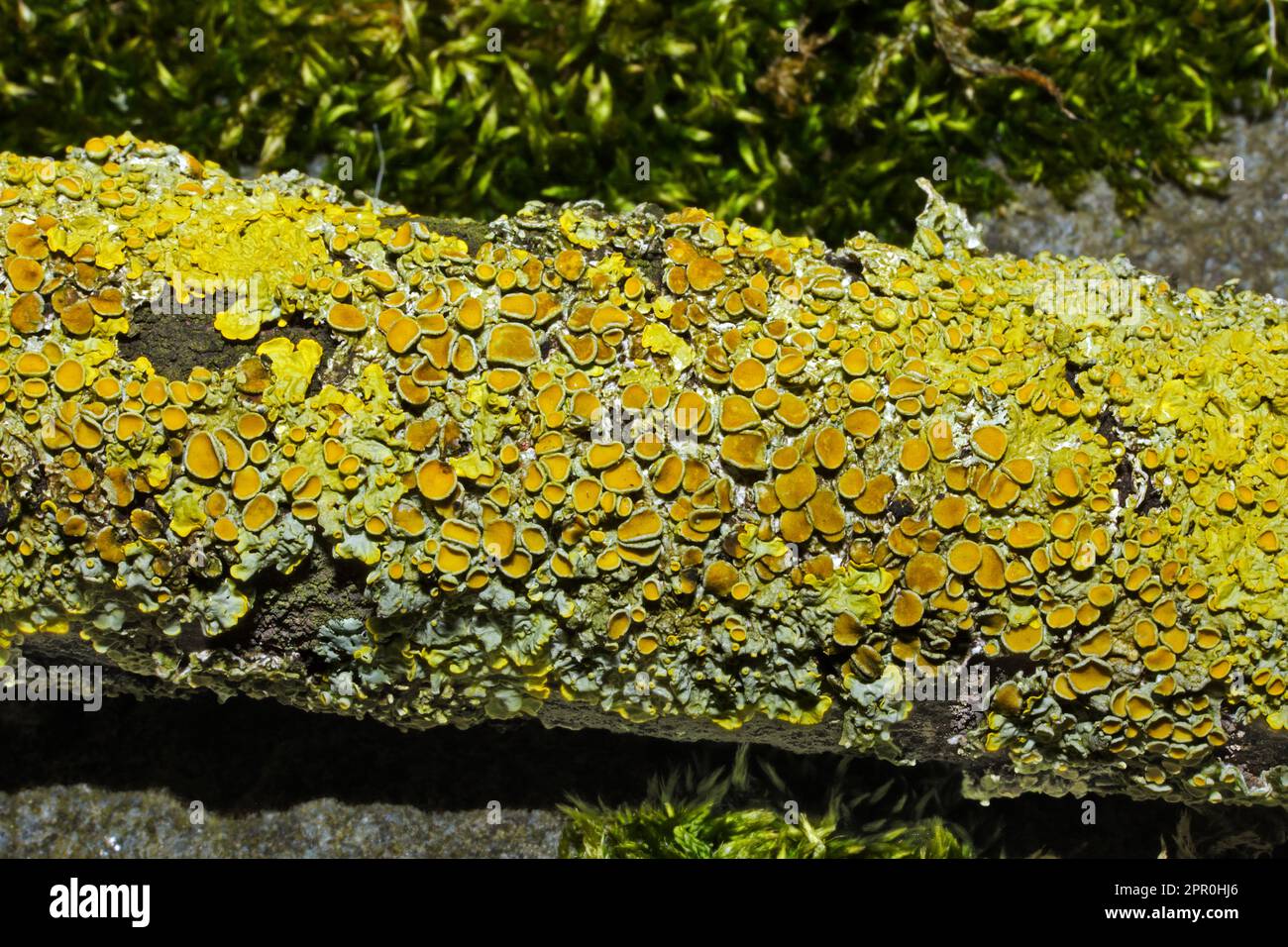 Xanthoria parietina (common orange lichen) can be found on seashore rocks and on inland rocks or tree bark. It is a cosmopolitan species. Stock Photo