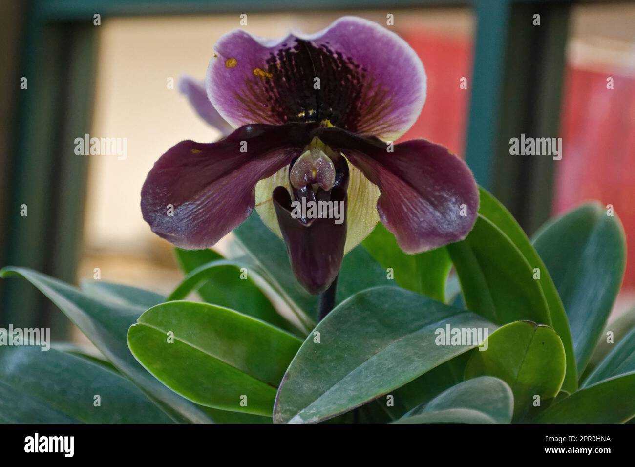 Vibrant purple exotic tropical  slipper orchid with green leaves blooming in autumn Stock Photo