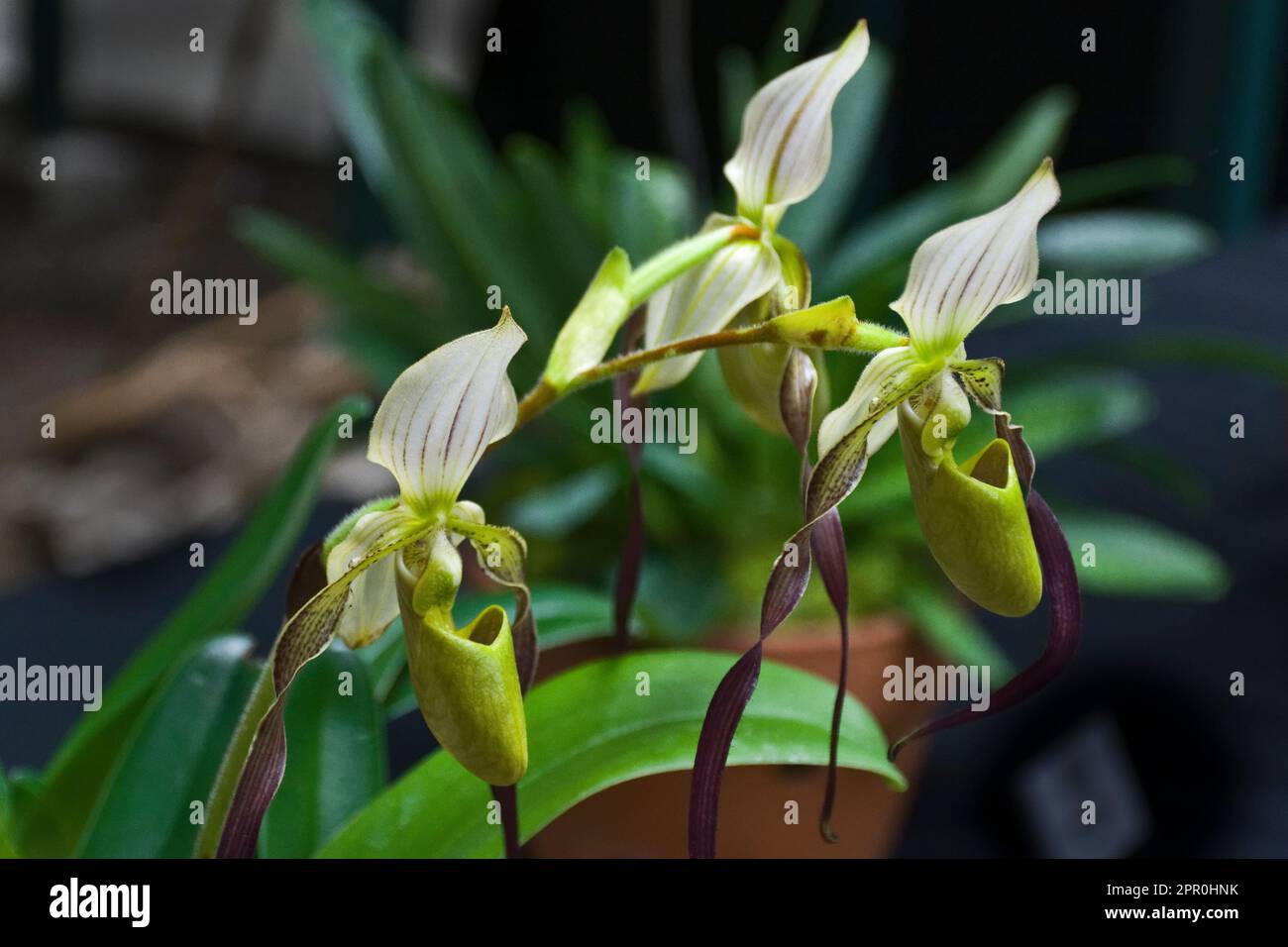 Tropical paphiopedilum, green slipper, ochid flowers with white petals blooming in autumn Stock Photo
