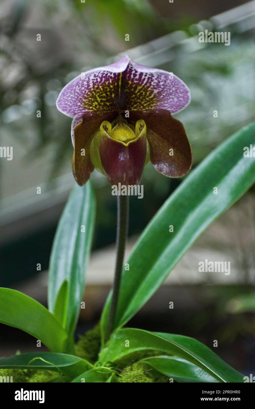 Multicolored slipper orchid flower with burgundy petals blooming in autumn Stock Photo