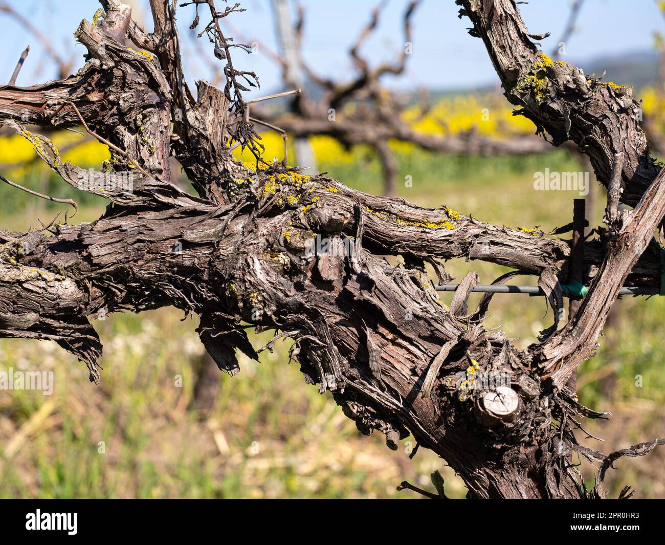 SCALLOPED EDGE LAYER LETTERS FROM A VINEYARD