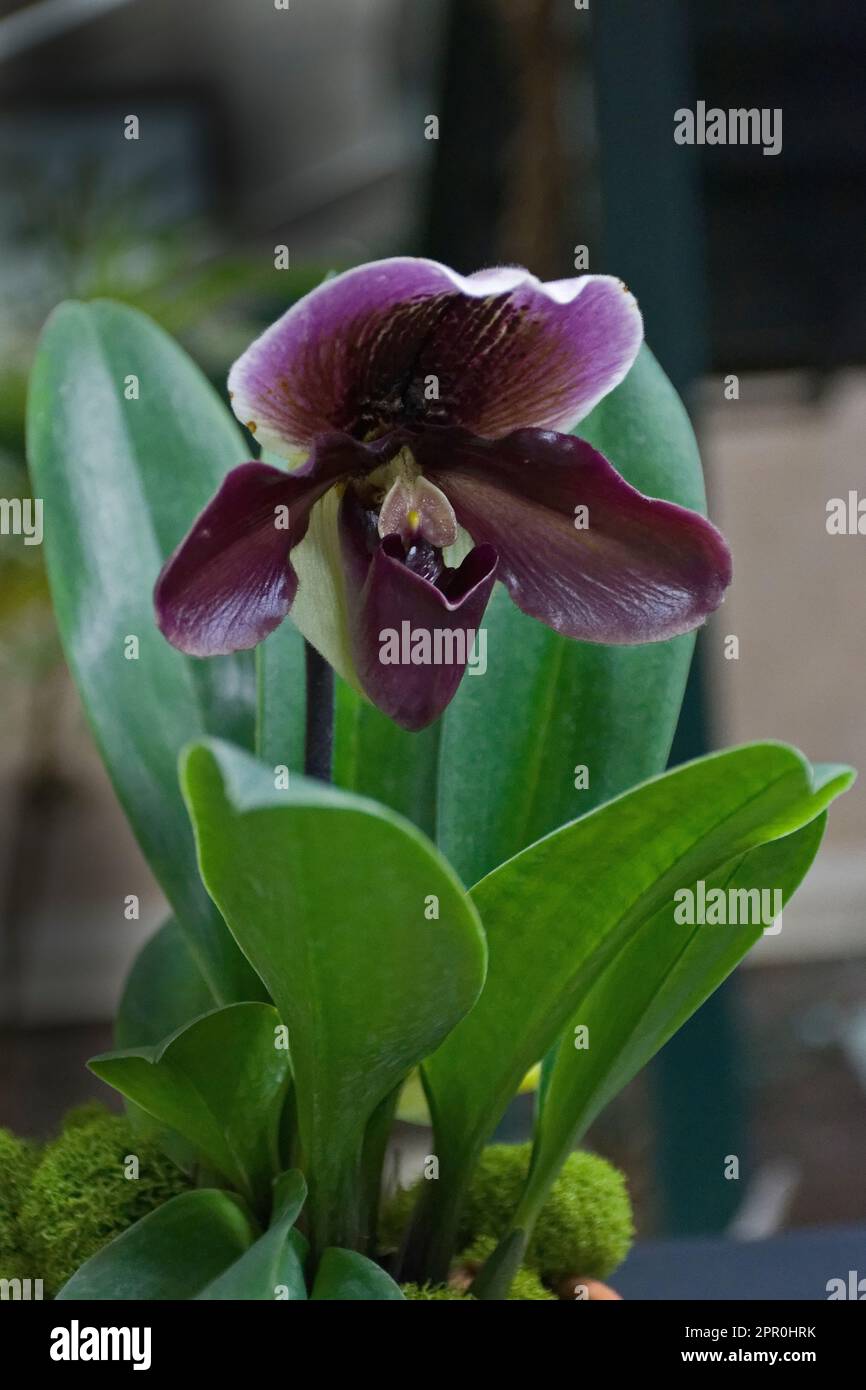 Romantic tropical purple orchid flower with green leaves blooming in autumn for decoration Stock Photo