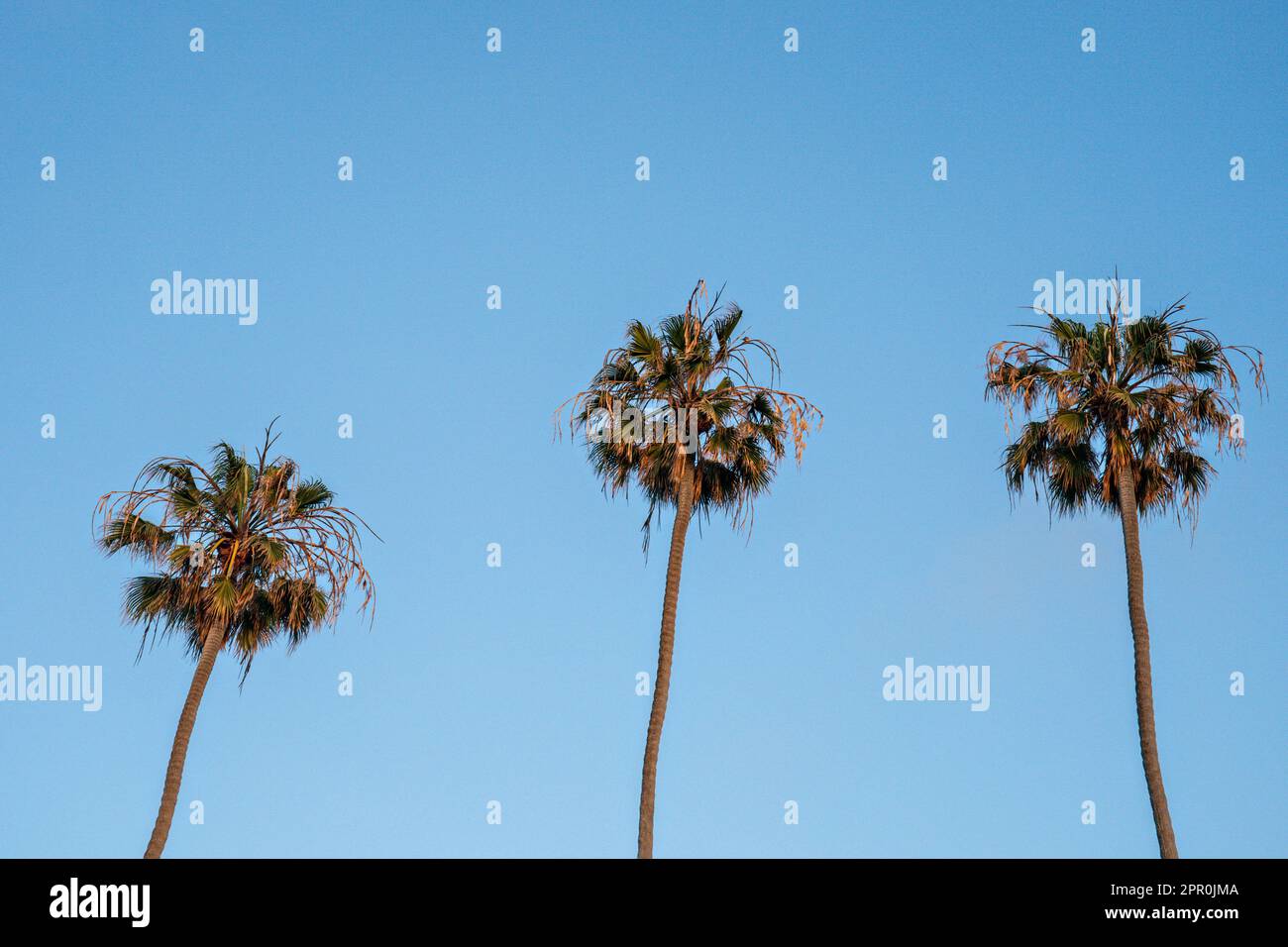 Mexican Fan Palms against a blue sky at Ellen Browning Scripps Park in La Jolla, California. Stock Photo