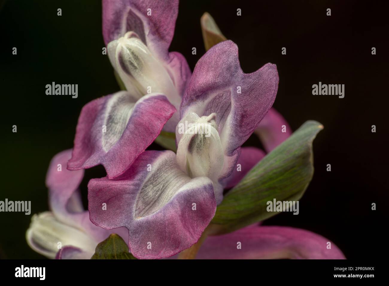 Corydalis, fumewort or bird-in-a-bush blossoms in detail Stock Photo