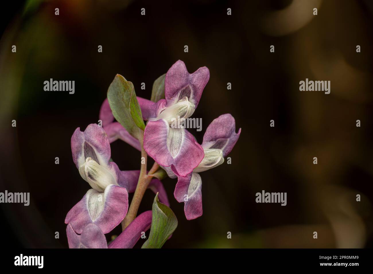 Corydalis, fumewort or bird-in-a-bush blossoms in detail Stock Photo