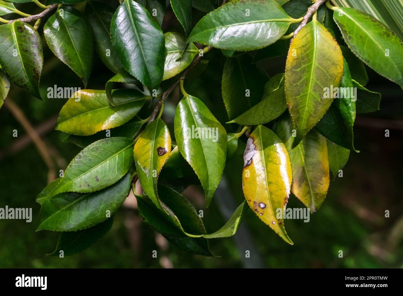 Bright glossy green leaves hi-res stock photography and images - Alamy
