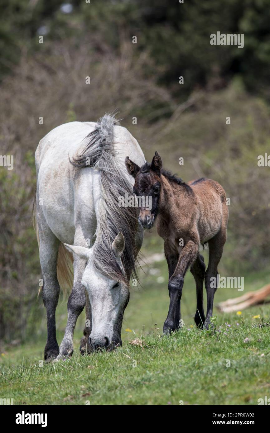 These beautiful wild horses live in Italy forever free Stock Photo Alamy
